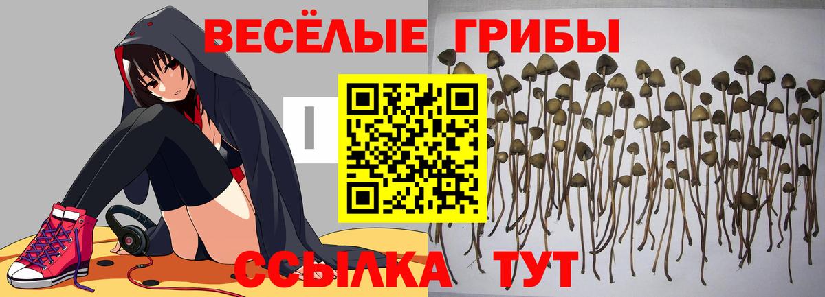Псилоцибиновые грибы мицелий Назарово